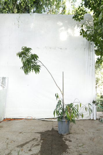 ficus-alii-oc15-3