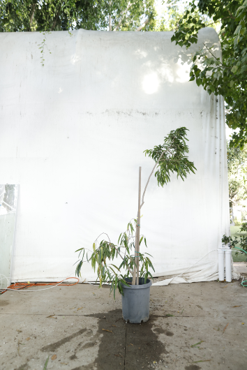 ficus-alii-oc15-4