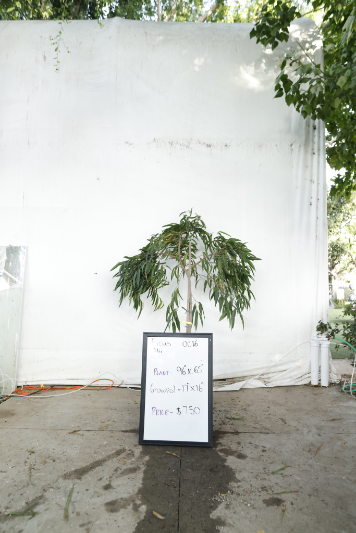 ficus-alii-oc16-1