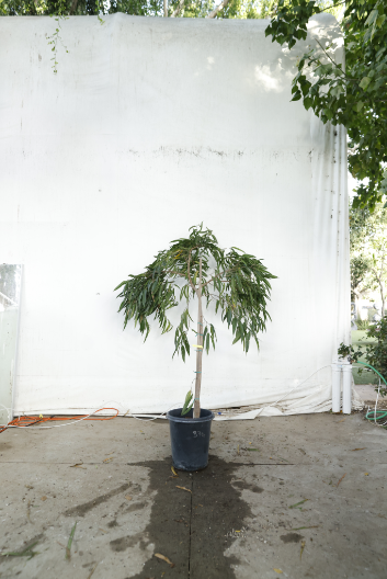 ficus-alii-oc16-2