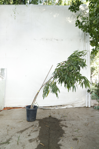 ficus-alii-oc16-3