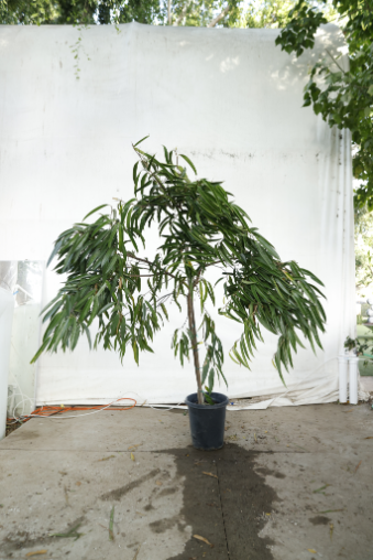 ficus-alii-oc16-4