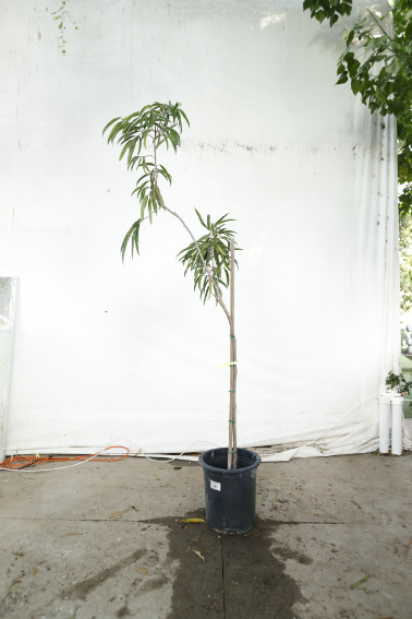 ficus-alii-oc17-2
