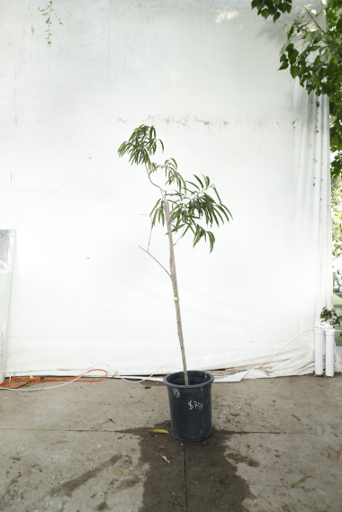 ficus-alii-oc17-3