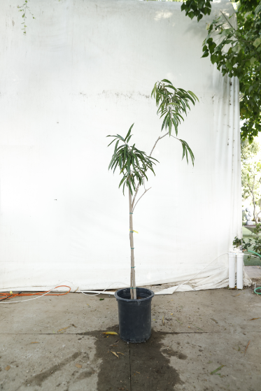 ficus-alii-oc17-4