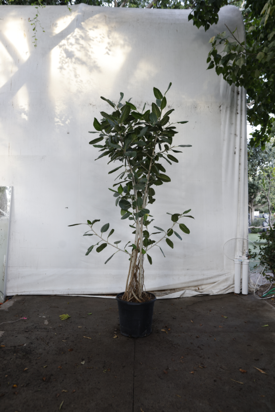ficus-audrey-oc8-2