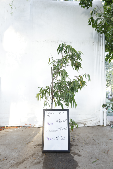 ficus-alii-oc18-1