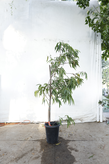 ficus-alii-oc18-2
