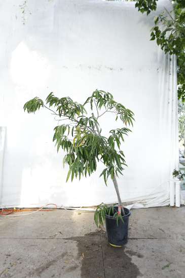 ficus-alii-oc18-3