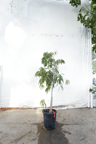 ficus-alii-oc18-4