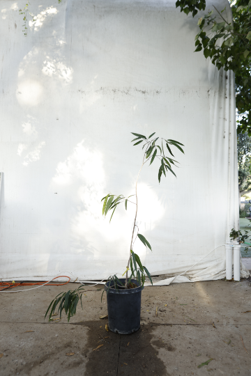 ficus-alii-oc19-4
