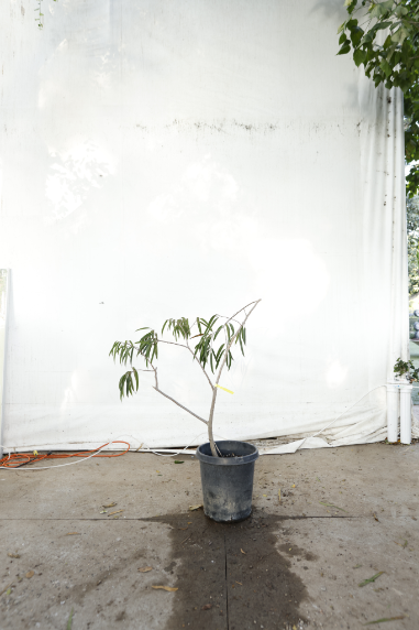 ficus-alii-oc20-2