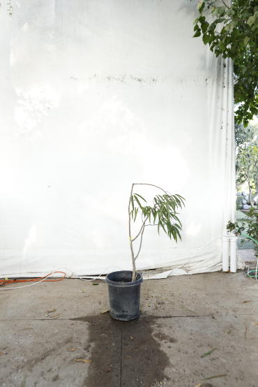 ficus-alii-oc20-3