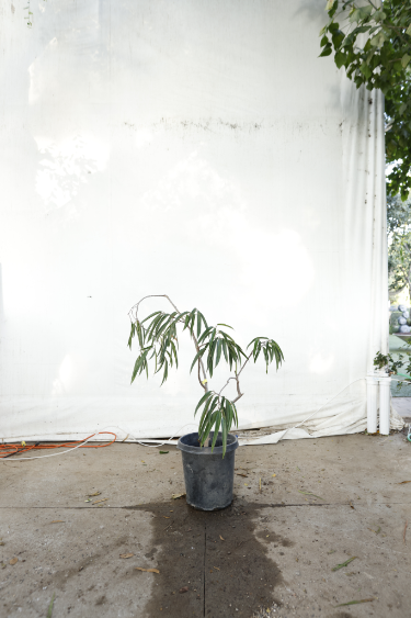 ficus-alii-oc20-4