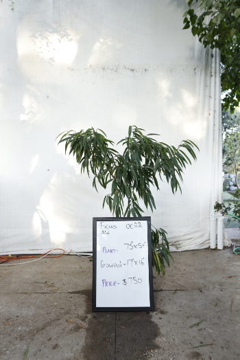 ficus-alii-oc22-1