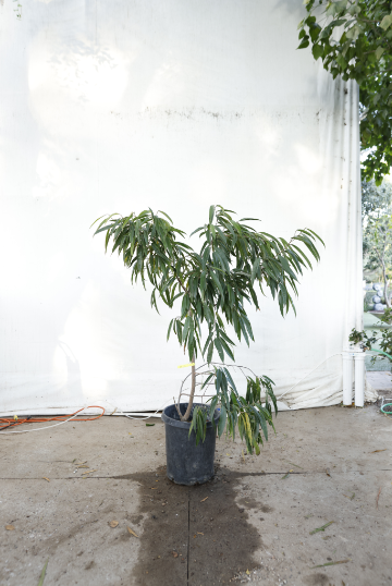 ficus-alii-oc22-2
