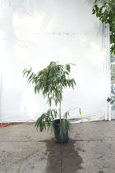 ficus-alii-oc22-3
