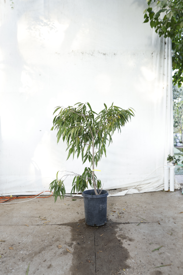 ficus-alii-oc22-4