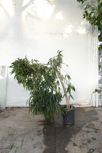 ficus-alii-oc25-2