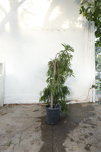 ficus-alii-oc25-3