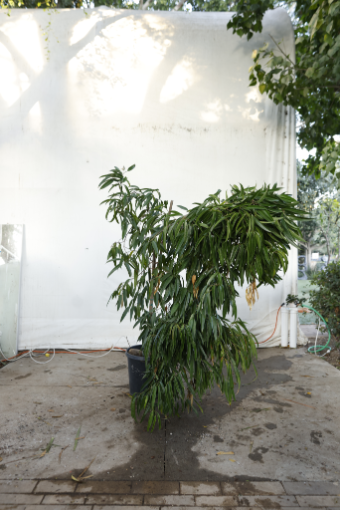 ficus-alii-oc25-4