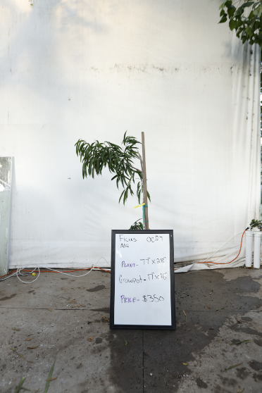 ficus-alii-oc26-1