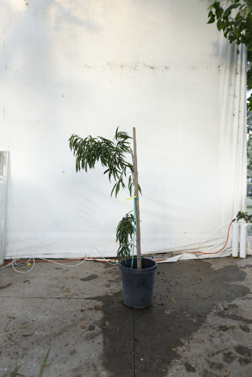 ficus-alii-oc26-2