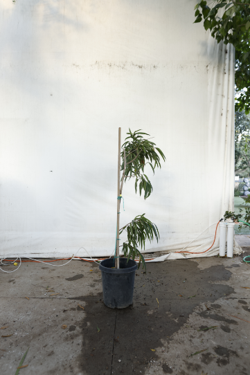ficus-alii-oc26-3