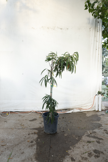 ficus-alii-oc26-4