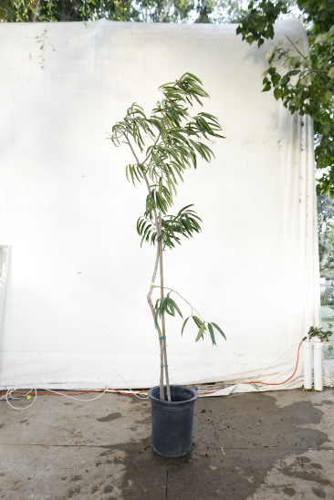 ficus-alii-oc27-3