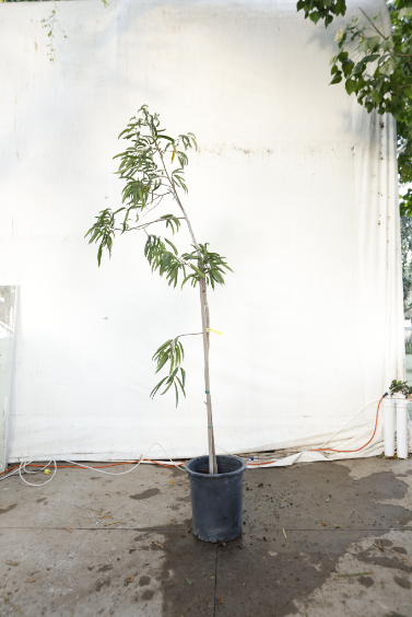 ficus-alii-oc27-4