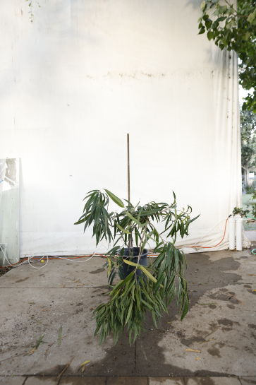 ficus-alii-oc28-4