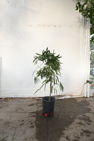 ficus-alii-oc29-2