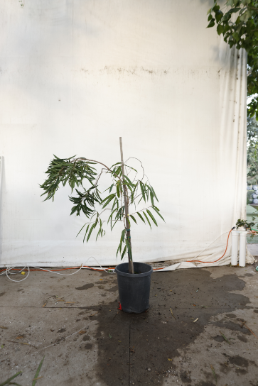 ficus-alii-oc29-3