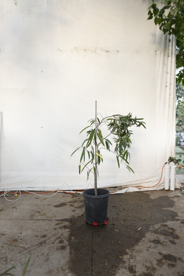 ficus-alii-oc29-4
