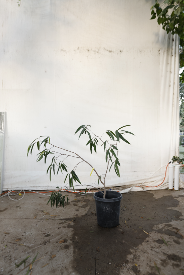 ficus-alii-oc30-2
