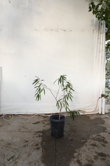 ficus-alii-oc30-3