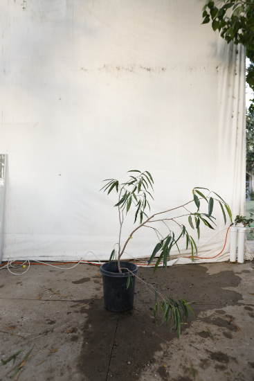 ficus-alii-oc30-4