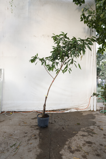 ficus-alii-oc31-2