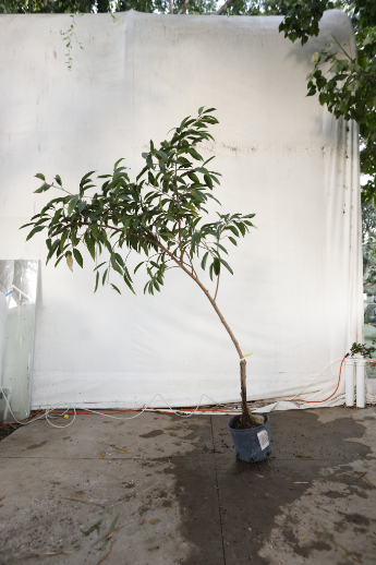 ficus-alii-oc31-3
