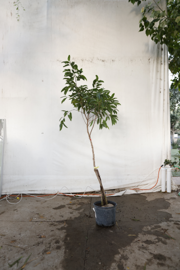 ficus-alii-oc31-4
