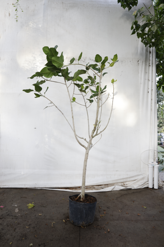 ficus-audrey-oc1-3