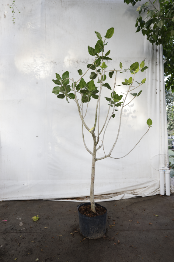ficus-audrey-oc1-4