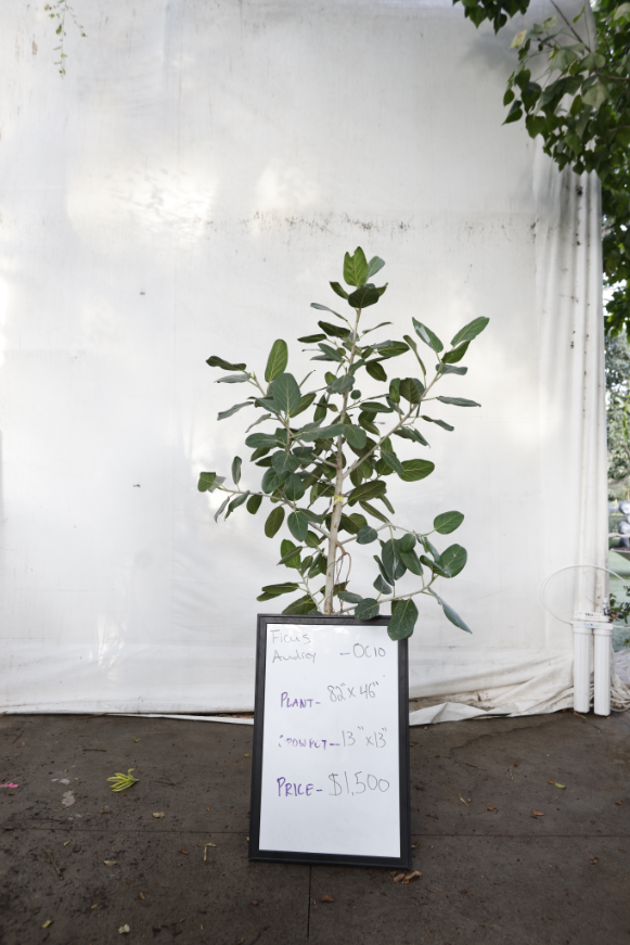 ficus-audrey-oc10-1