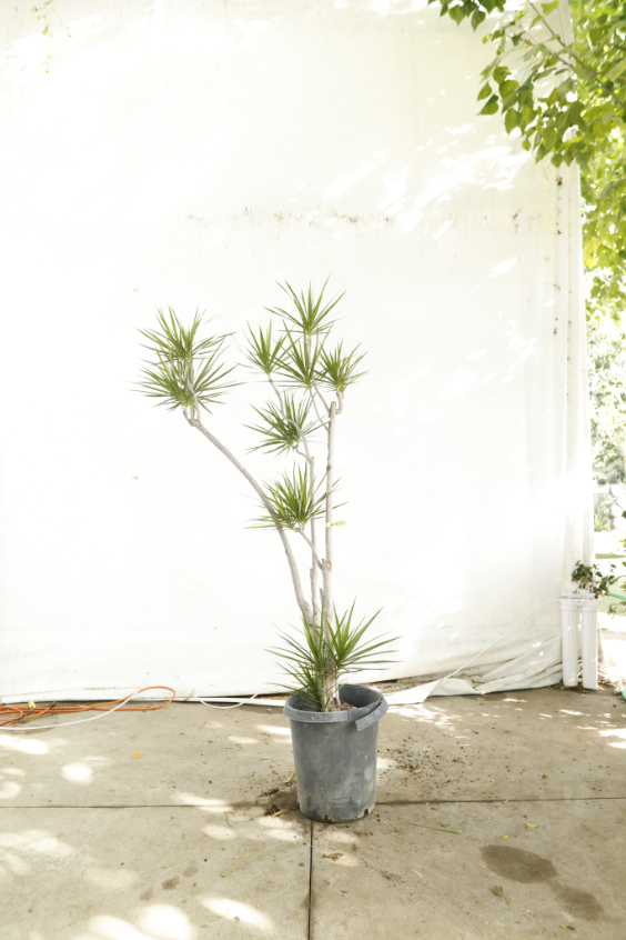 draceana-marginata-oc12-4