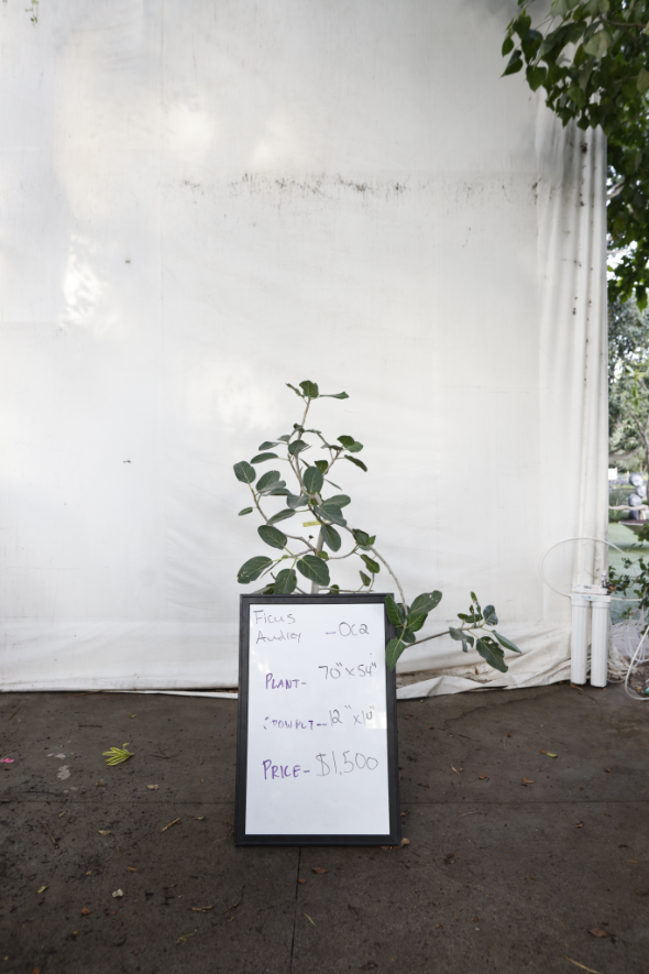 ficus-audrey-oc2-1