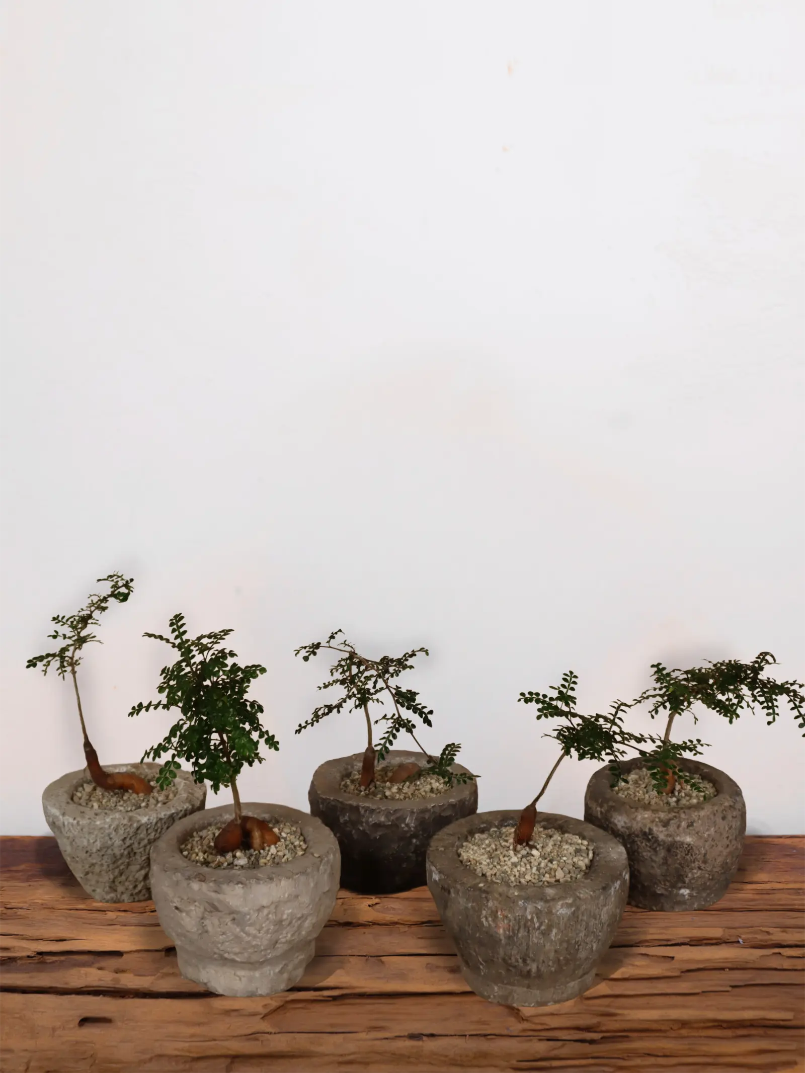 Operculicarya Decaryi in Antique Stone Garlic Mortar