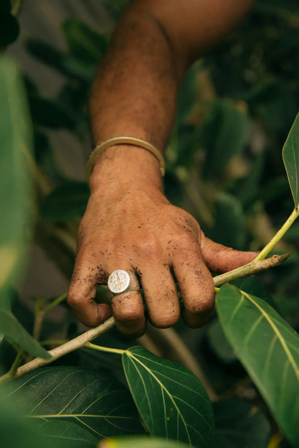 Plant care maintenance