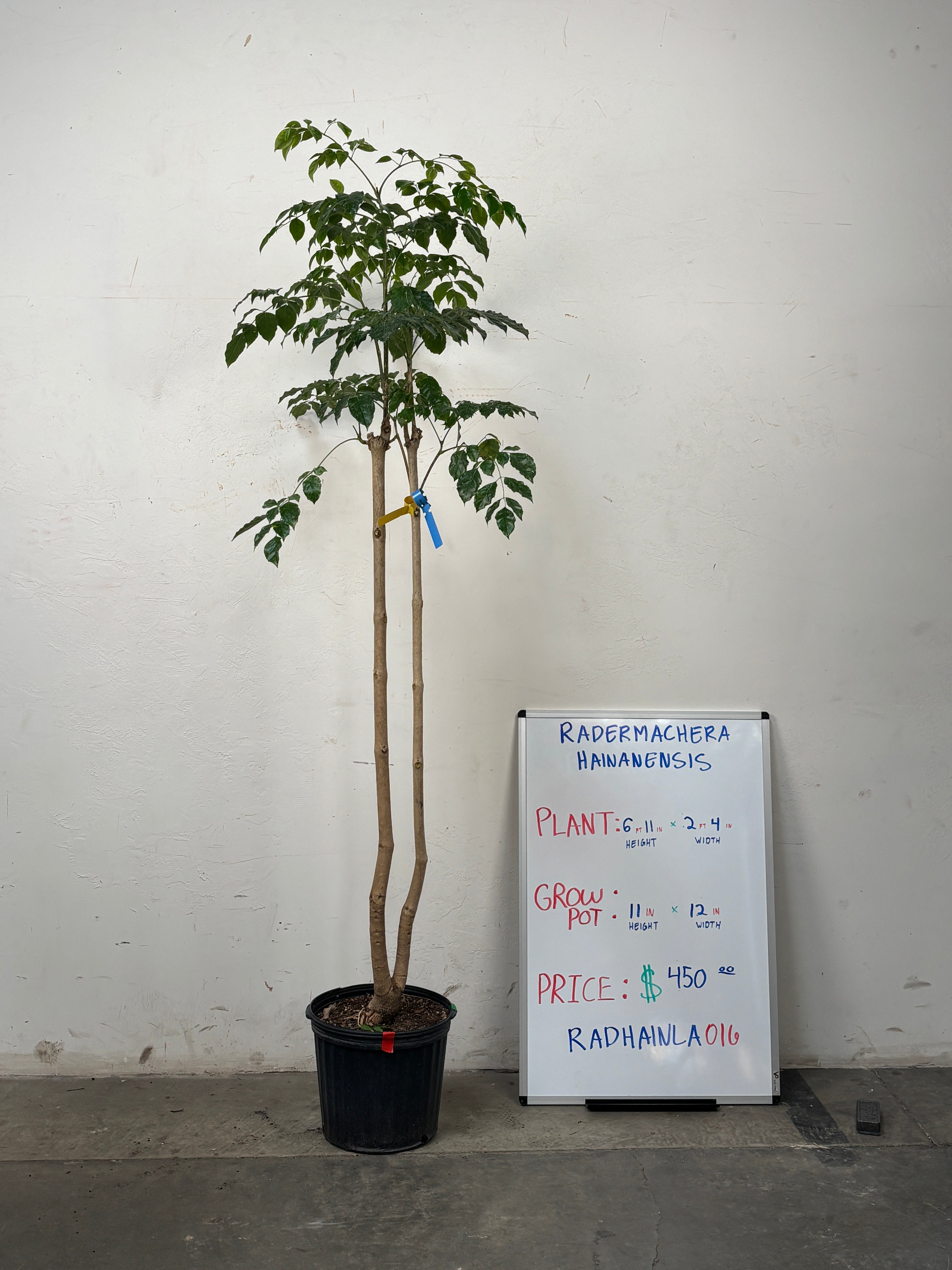 Radermachera Hainanensis RADHAINLA0I6