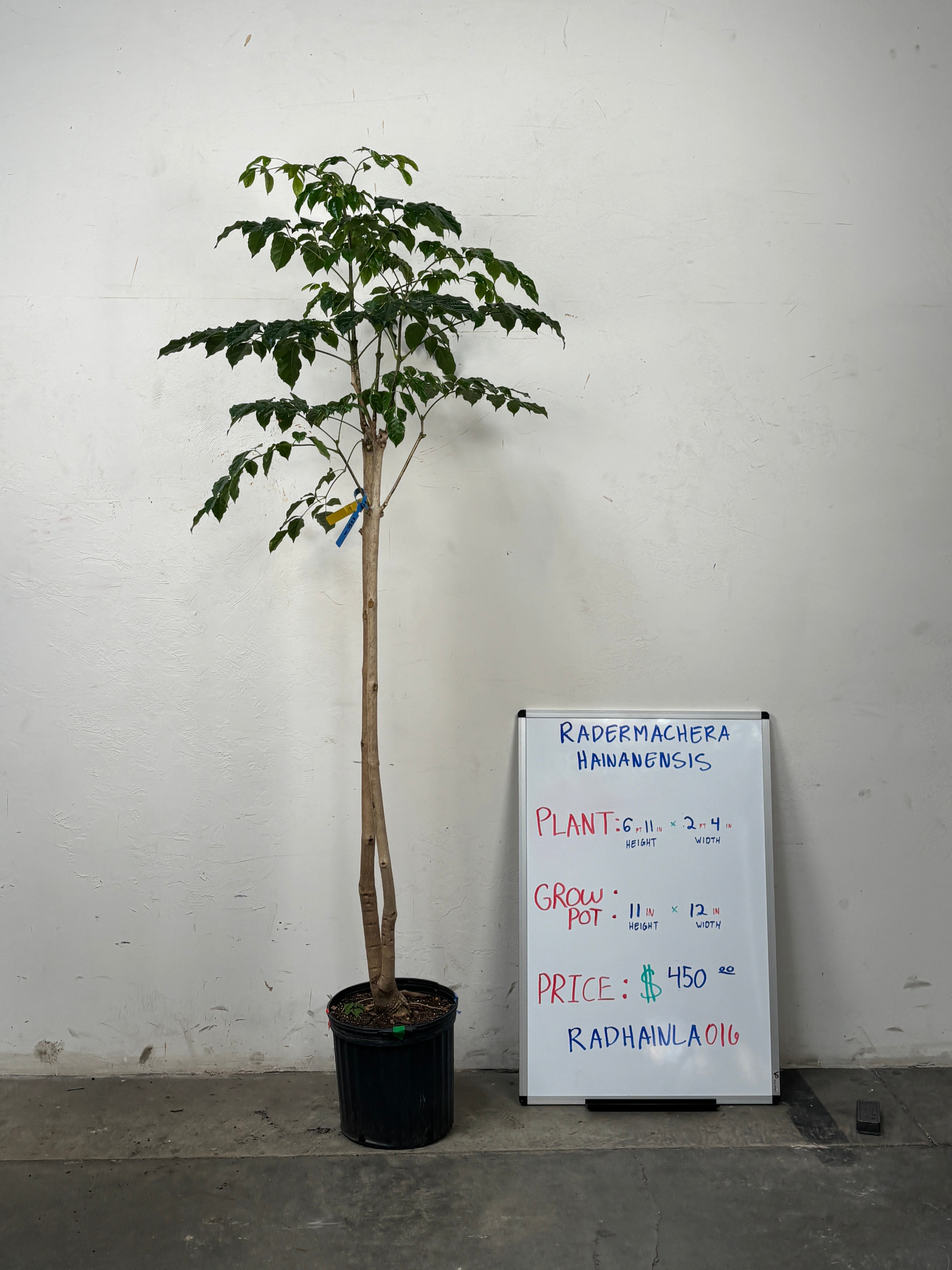 Radermachera Hainanensis RADHAINLA0I6